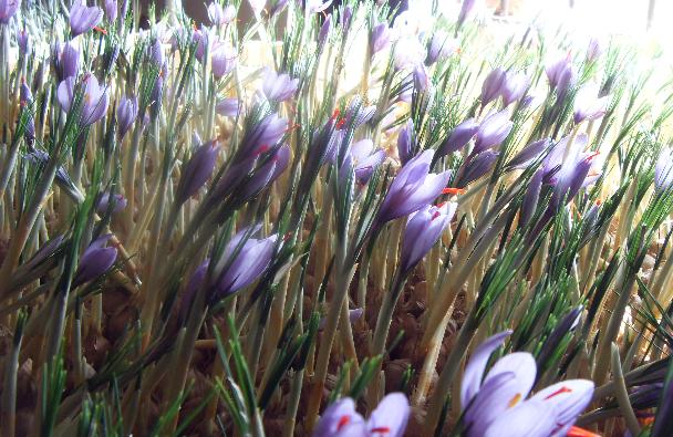 saffron seeds